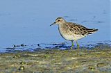 Sharp-tailed Sandpiper